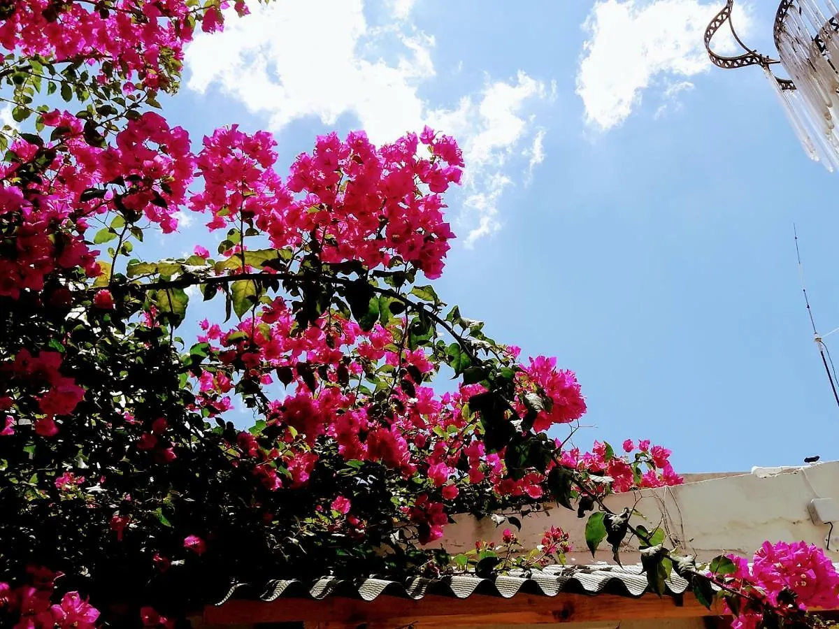 Casa Bugambilias 44 Hotel Merida Mexico